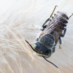 Megachile sp. (Mörtel- & Blattschneiderbiene)