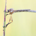 Leptogaster cylindrica (Gemeine Schlankfliege)