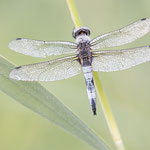 Libellula fulva (Spitzenfleck)