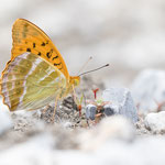 Kaisermantel (Argynnis paphia)