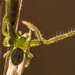 Heriaeus oblongus (Krabbenspinne)