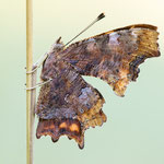 C-Falter (Polygonia c-album)