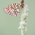 Saumfleckperlmutterfalter (Brenthis hecate)
