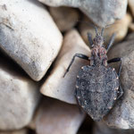 Holotrichius denudatus (Raubwanze)