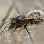 Mauerbiene (Osmia sp.)