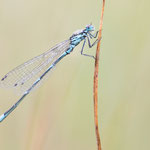 Coenagrion pulchellum (Fledermaus-Azurjungfer)