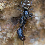 Salticus scenicus (Zebraspringspinne)