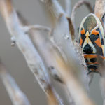 Eurydema ornata (Schwarzrückige Gemüsewanze)