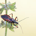 Rhynocoris rubricus (Raubwanze)