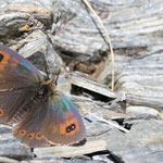 Schillernder Mohrenfalter (Erebia cassioides)