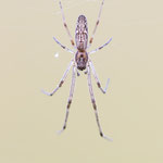 Tetragnatha nigrita (Dunkle Streckerspinne)
