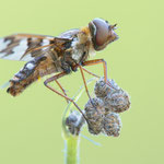 Exoprosopa capucina (Rotbrauner Heideschweber)