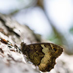 Großer Waldportier (Hipparchia fagi)