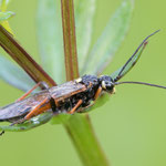 Tenthredopsis sp.