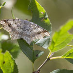 Macaria alternata (Dunkelgrauer Eckflügelspanner)
