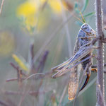 Südliche Beißschrecke (Platycleis affinis)