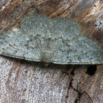 Gnophos obfuscata (Heidelbeer-Steinspanner)