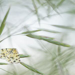 Pseudopanthera macularia (Pantherspanner)