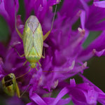 Closterotomus norwegicus (Zweipunktige Wiesenwanze)