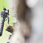 Garten-Raubfliege (Neomochtherus geniculatus)