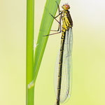 Erythromma najas (Großes Granatauge)
