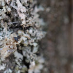 Corythucha arcuata (Netzwanze)
