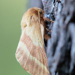 Malacosoma castrensis (Wolfsmilch-Ringelspinner)