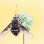 Bombylius cruciatus