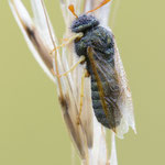 Abia brevicornis