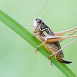 Bachufer-Beißschrecke (Roeseliana azami)