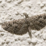 Eupithecia sp. (Blütenspanner)