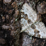 Xanthorhoe montanata (Schwarzbraunbinden-Blattspanner)
