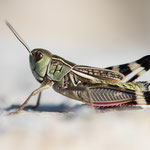 Mittlere Höckerschrecke (Arcyptera brevipennis)