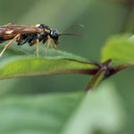 Tenthredopsis friesei