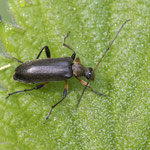 Cortodera femorata