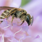 Gewöhnliche Goldfurchenbiene (Halictus tumulorum), Weibchen