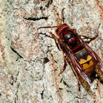 Vespa crabro (Hornisse)