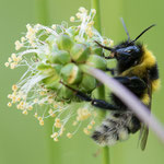 Gartenhummel (Bombus hortorum)