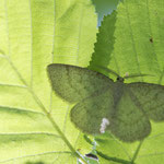 Cabera exanthemata (Braunstirn-Weißspanner)