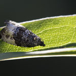 Hedya pruniana (Pflaumenwickler)
