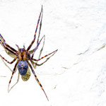 Meta menardi (Höhlenradnetzspinne)
