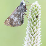 Schwarzbrauner Würfel-Dickkopffalter (Pyrgus serratulae)