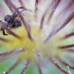 Synaema globosum (Südliche Glanz-Krabbenspinne)