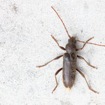 Trichoferus campestris