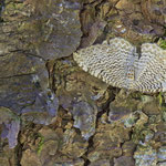 Rheumaptera undulata (Wellenspanner)