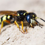Bienenwolf (Philanthus coronatus)