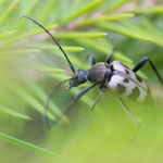 Gefleckter Blütenhalsbock (Pachytodes cerambyciformis)
