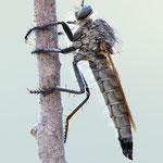 Eutolmus rufibarbis (Barbarossafliege)