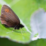 Knochs Mohrenfalter (Erebia epiphron)