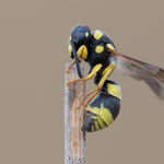 Antepipona sp.